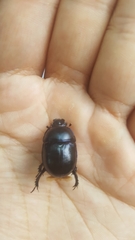Anoplotrupes