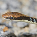 過樹蛇 - Photo 由 budak 所上傳的 (c) budak，保留部份權利CC BY-NC