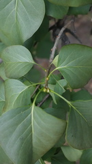Syringa vulgaris