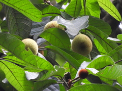 Artocarpus rigidus, photograph (c) Adam Kamal, some rights reserved (CC BY)
