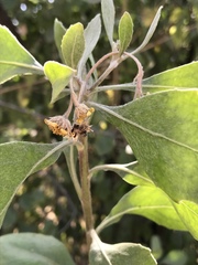 Osteospermum moniliferum