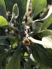 Osteospermum moniliferum