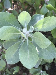 Osteospermum moniliferum