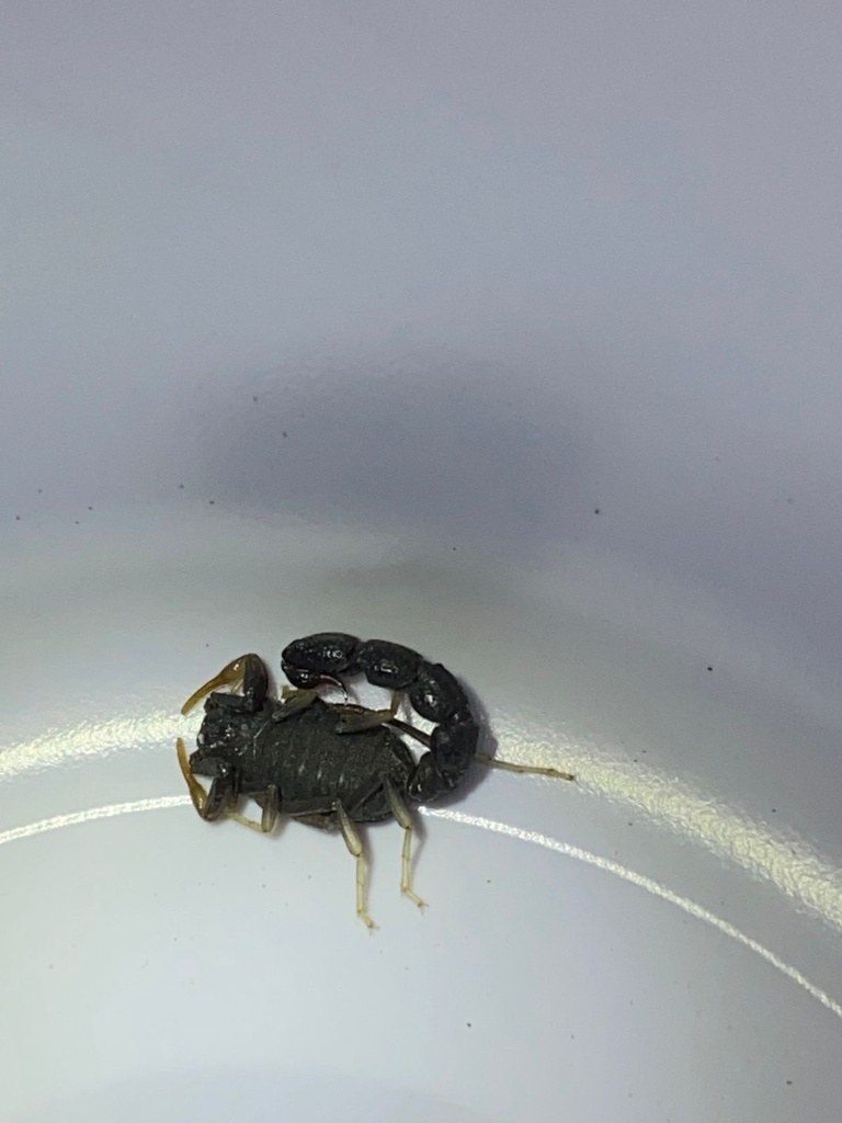 Orthochirus arabicus