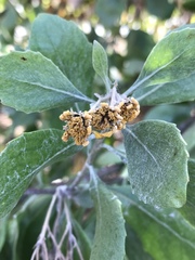 Osteospermum moniliferum