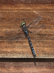 Aeshna canadensis