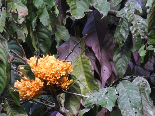 Image of Saraca thaipingensis by (c) Adam Kamal, some rights reserved (CC BY)