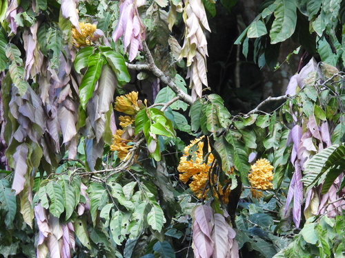 Yellow Saraca (Saraca thaipingensis)