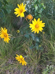 Helianthus occidentalis