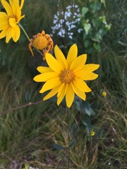Helianthus occidentalis