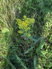 Solidago ohioensis