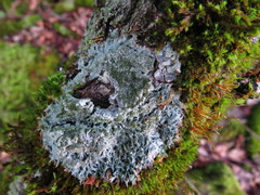 Pertusaria coccodes