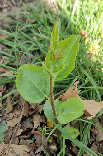 Birch-leaved Pear (Pyrus betulifolia)