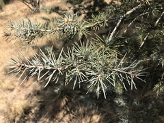 Cedrus deodara