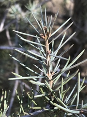 Cedrus deodara