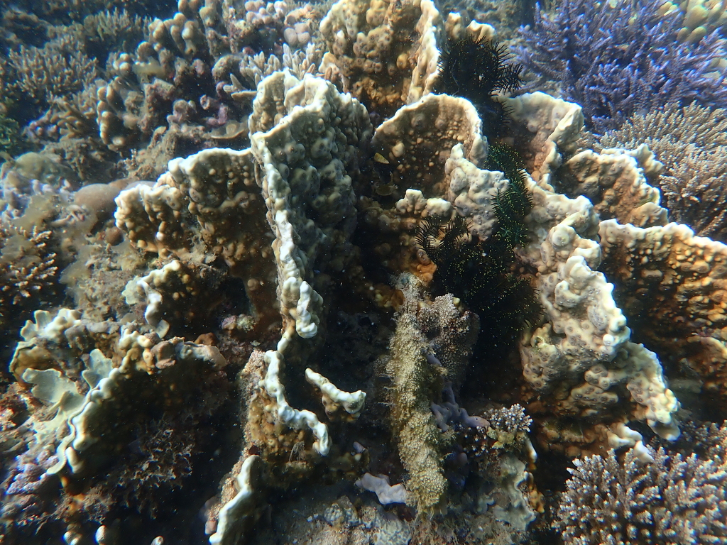 Fire Coral (Millepora platyphylla)
