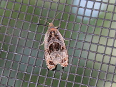 Olethreutes melanomesum