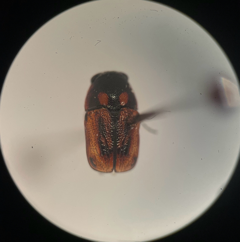 Pachybrachis subvittatus