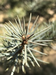 Cedrus deodara