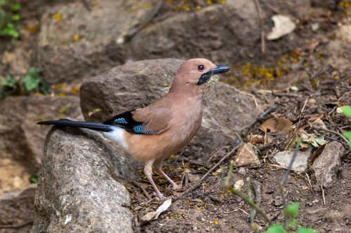 Plain-crowned Jay