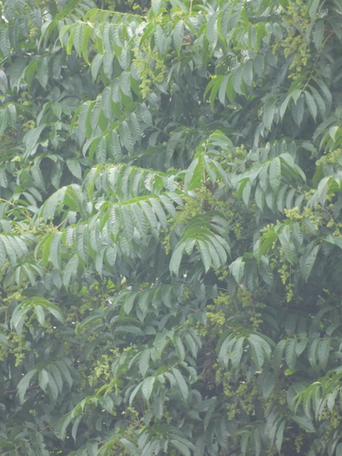 Dracontomelon dao, photograph 1