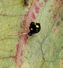 Theridula gonygaster