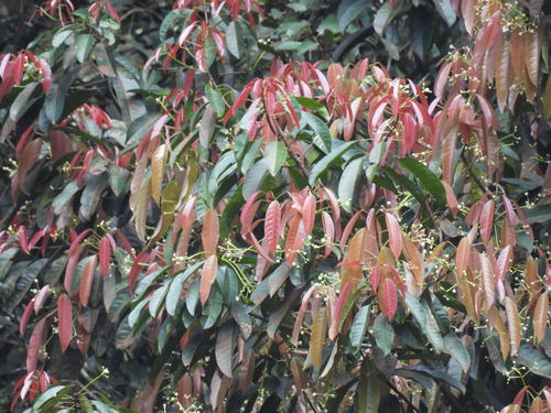 Elateriospermum (Elateriospermum tapos)
