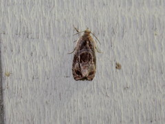 Olethreutes melanomesum