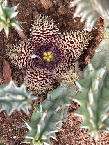 Ceropegia hystrix
