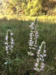 Agastache scrophulariifolia