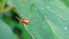 Prionocyphon serricornis