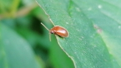 Prionocyphon serricornis