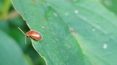 Prionocyphon serricornis