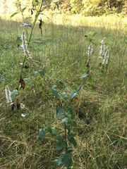 Agastache scrophulariifolia
