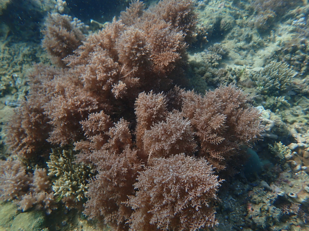 Coelogorgia palmosa (Coelogorgia palmosa)