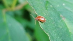 Prionocyphon serricornis