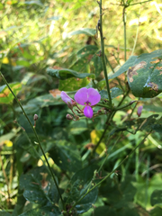 Desmodium cuspidatum