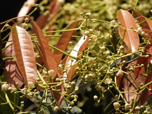 Image of Elateriospermum tapos by (c) Adam Kamal, some rights reserved (CC BY)