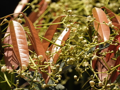 Elateriospermum tapos