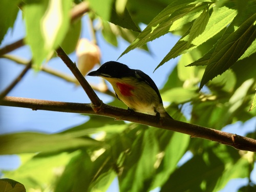 Crimson-breasted Flowerpecker (Prionochilus percussus), photo 7