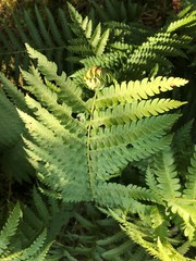 Herpetogramma thestealis