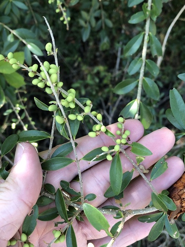 Waxyleaf privet (Ligustrum quihoui)