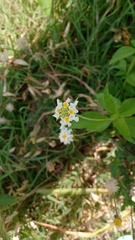 Lantana achyranthifolia