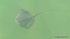 Pteroplatytrygon violacea