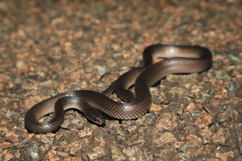 Australian groundsnake, Stegonotus australis