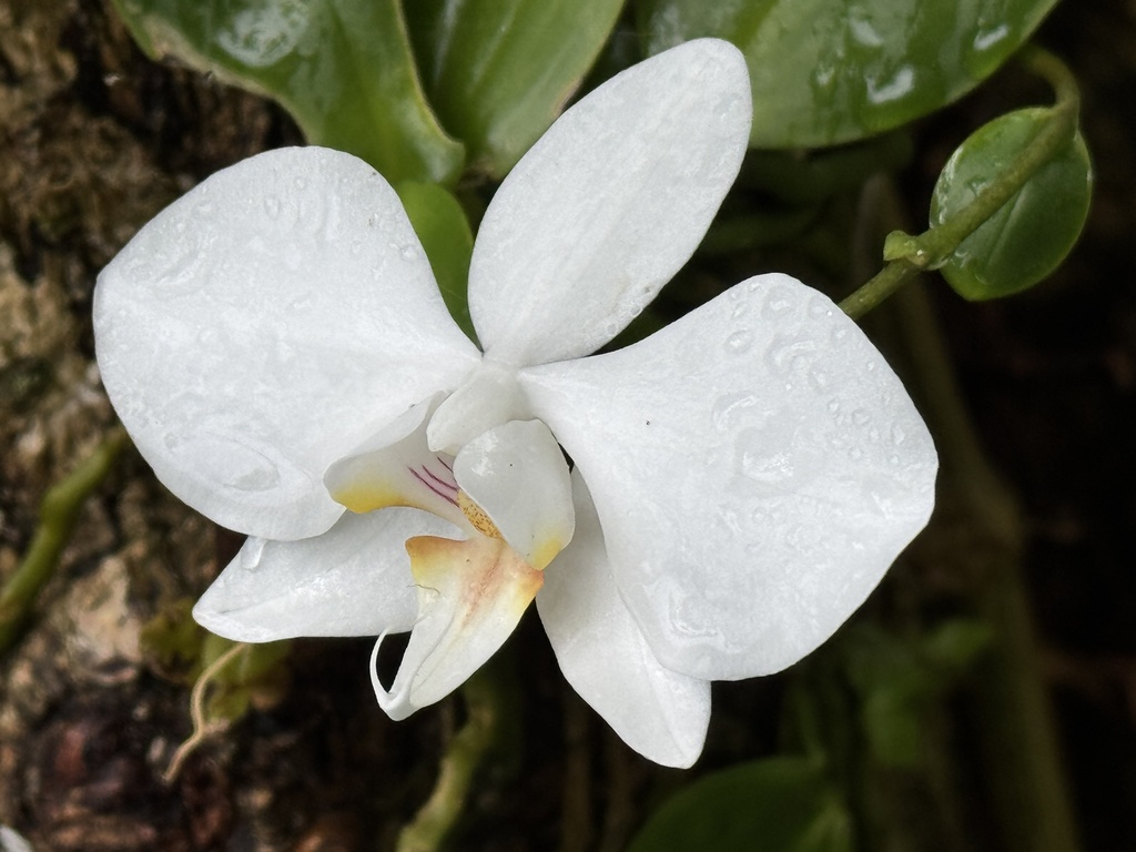 Phalaenopsis aphrodite (Phalaenopsis aphrodite)
