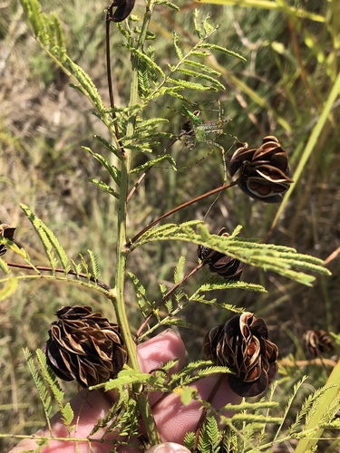 Desmanthus illinoensis