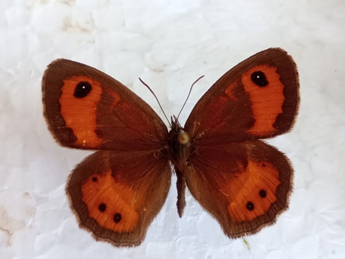 Spanish Gatekeeper, 66600 Vingrau, Francie, photo 7 of 10