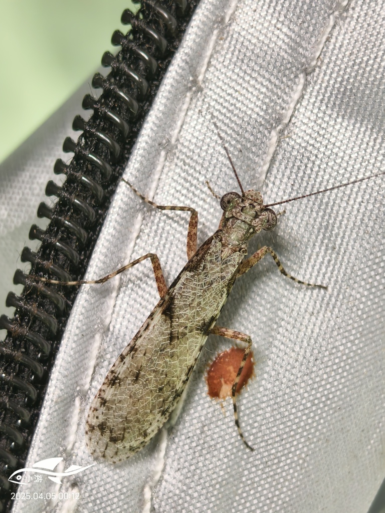 Amorphoscelis
