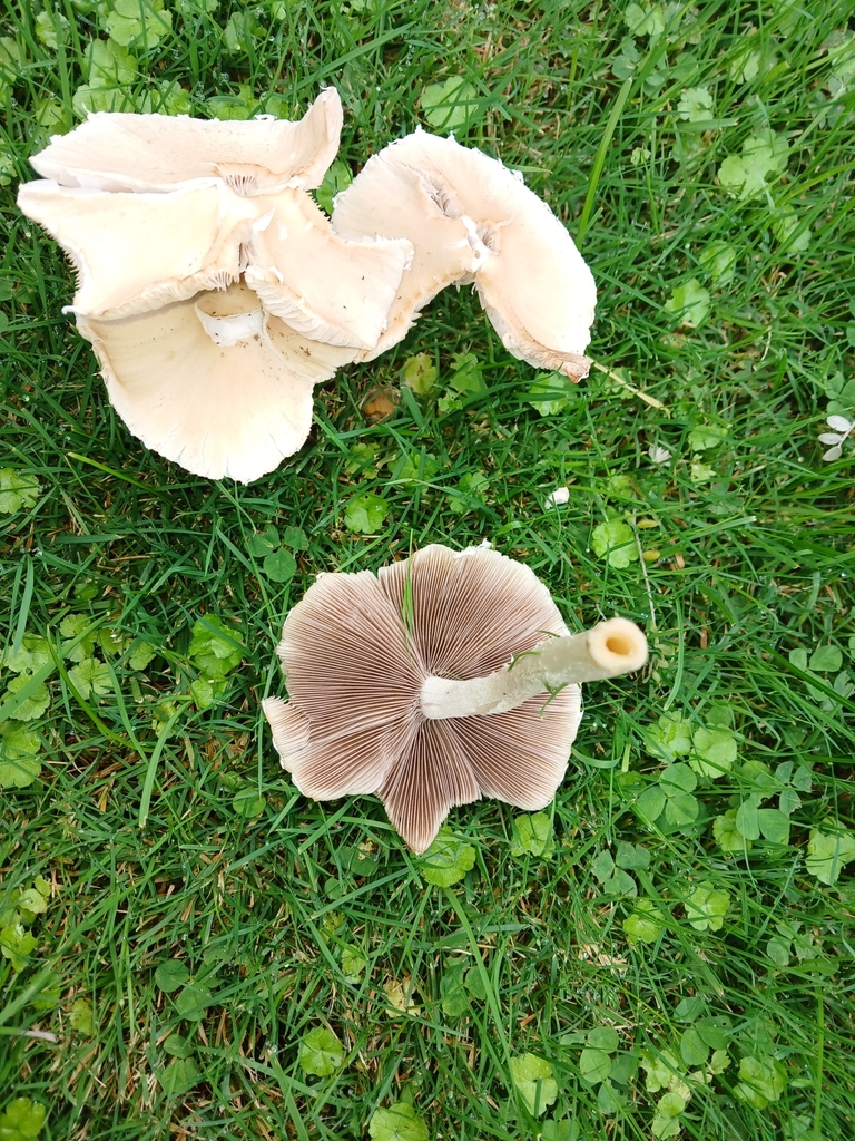 Candolleomyces candolleanus · April 2025 · photo: © ecoman (iNaturalist, cc-by)